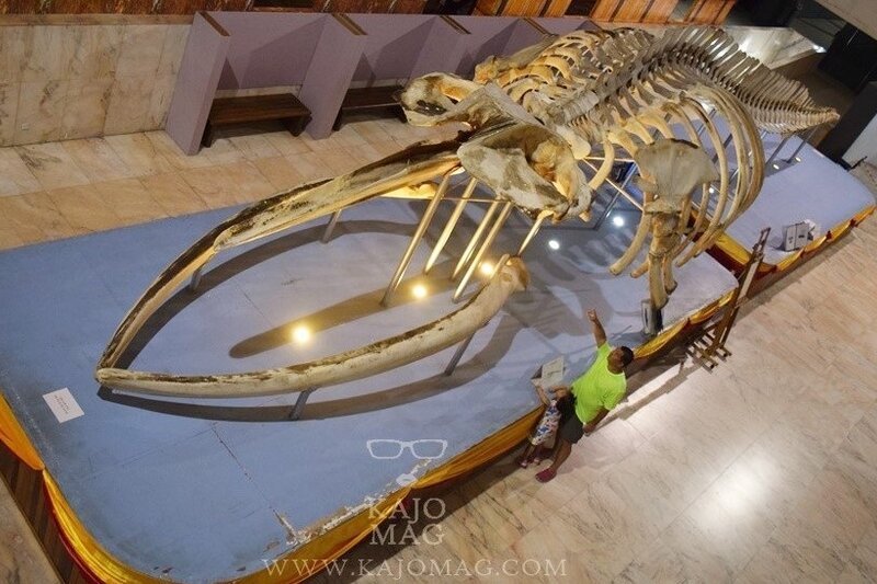 Whale&#x20;skeleton&#x20;at&#x20;Sabah&#x20;Museum&#x20;3