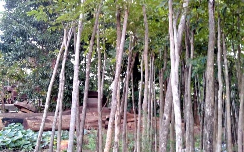 Treedayairavata