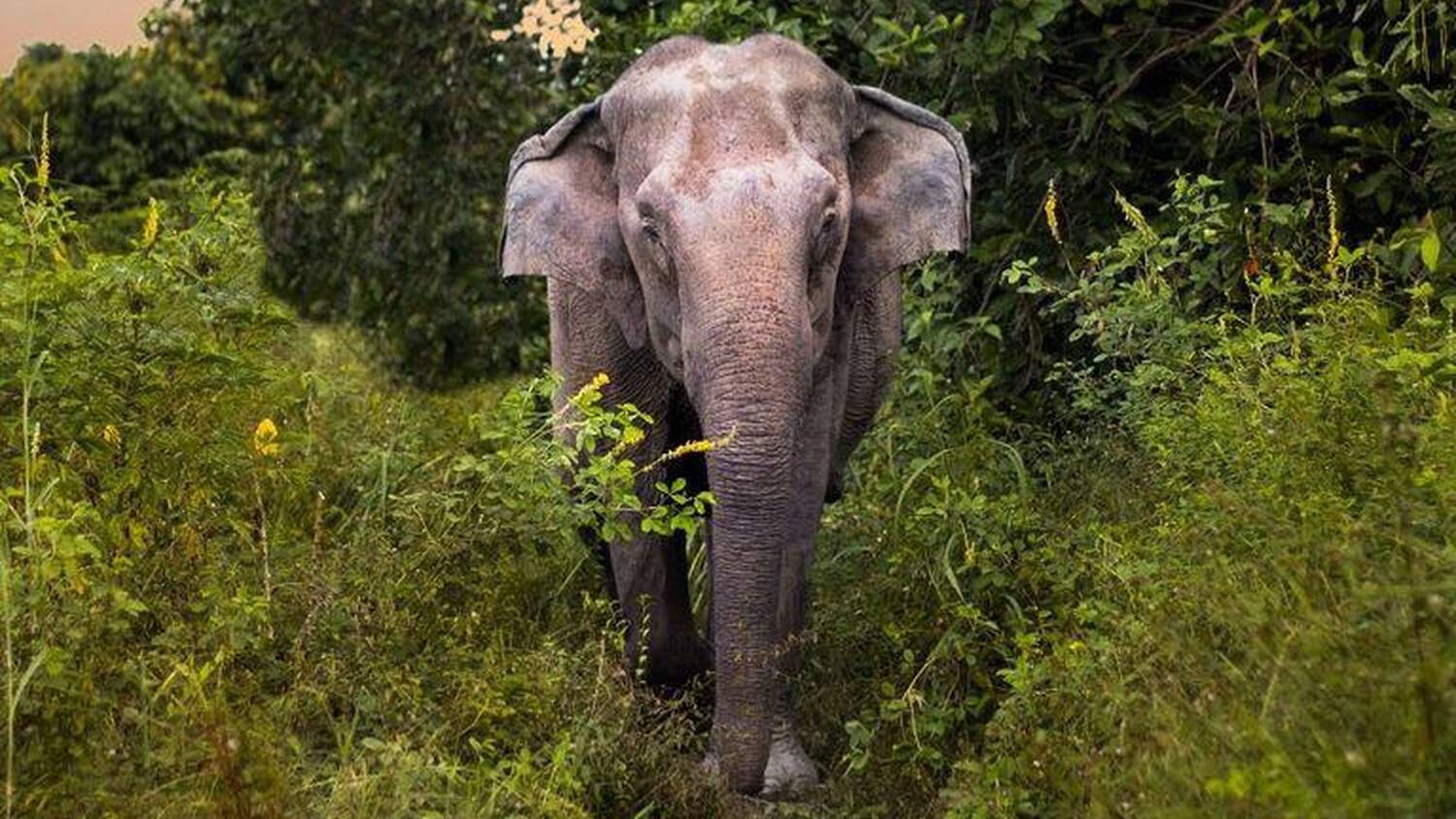 Kulen Elephant Forest | Templation, Siem Reap