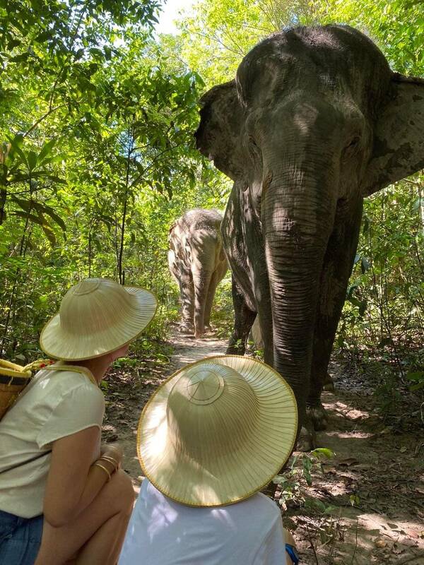 Kulen Elephant Forest | Templation, Siem Reap