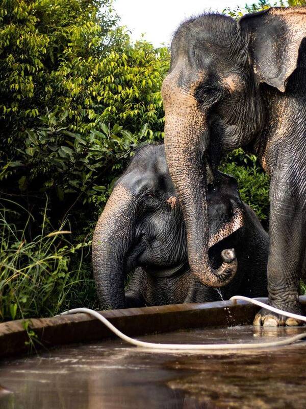 Kulen Elephant Forest | Templation, Siem Reap