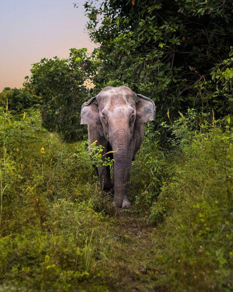 Kulen Elephant Forest | Templation, Siem Reap